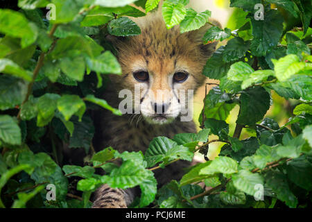 Au Soudan, les jeunes guépards, dix semaines, l'Afrique du nord-est, en Afrique, (Acinonyx jubatus soemmeringii) Banque D'Images