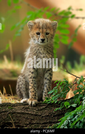 Au Soudan, les jeunes guépards, dix semaines, l'Afrique du nord-est, en Afrique, (Acinonyx jubatus soemmeringii) Banque D'Images