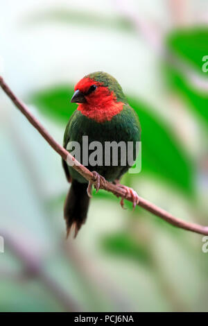 Red-Throated Parrotfinch, des profils sur branch, Nouvelle Calédonie, (Erythrura psittacea) Banque D'Images