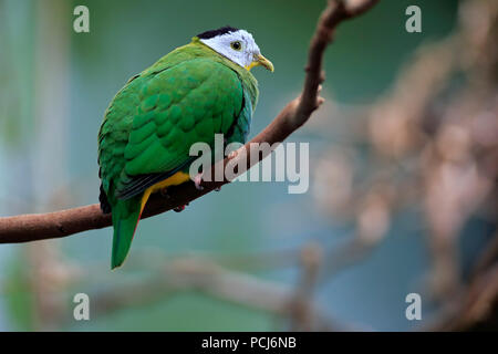 Black-Naped Fruit Dove, mâle adulte, en Asie du Sud-Est, (Ptilinopus melanospilus) Banque D'Images