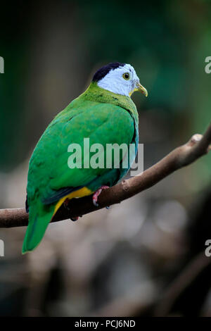 Black-Naped Fruit Dove, mâle adulte, en Asie du Sud-Est, (Ptilinopus melanospilus) Banque D'Images