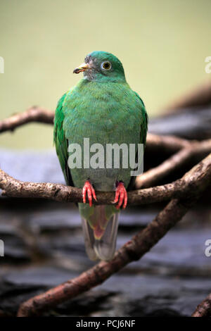 Black-Naped Fruit Dove, adulte de sexe féminin, en Asie du Sud-Est, (Ptilinopus melanospilus) Banque D'Images