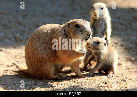 Chien de prairie, des profils avec youngs alimentation, Northamerica, (Cynomys ludovicianus) Banque D'Images