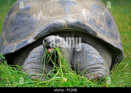 Tortue géante des Seychelles, alimentation adultes, Seychelles, Afrique, (Aldabrachelys gigantea) Banque D'Images