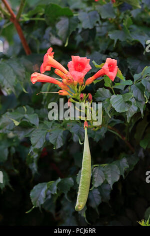 Trumpet vine, fleur et graines, Ellerstadt, l'Allemagne, l'Europe (campsis radicans) Banque D'Images