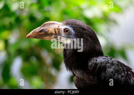 Calao Tarictic Visayan, femelle adulte, Asie, (Penelopides panini panini) Banque D'Images