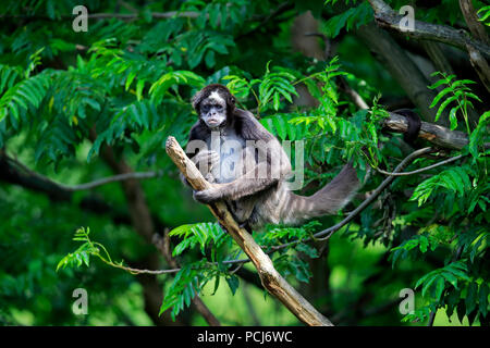 Singe araignée ventre blanc, des profils sur l'arbre, de l'Asie, (Ateles anaconda) Banque D'Images