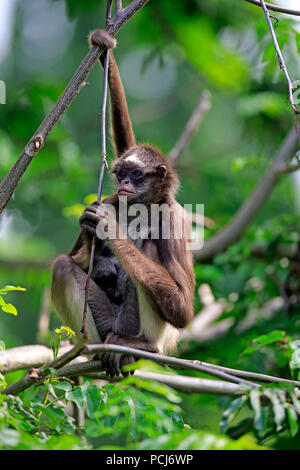 À ventre blanc, singe araignée femelle avec les jeunes arbres, en Asie, (Ateles anaconda) Banque D'Images