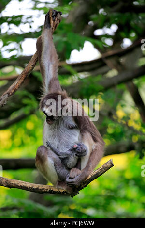 À ventre blanc, singe araignée femelle avec les jeunes arbres, en Asie, (Ateles anaconda) Banque D'Images