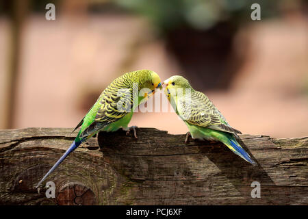 Perruche ondulée, avec de jeunes mâles, l'Australie, (Melopsittacus undulatus) Banque D'Images