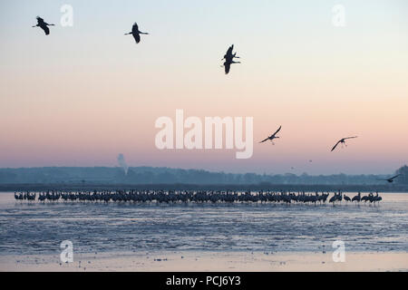 Kranichschlafplatz zugefrorener, voir dans der Morgendaemmerung Streng-See, NSG, bei Netzen, Brandebourg, Allemagne,(Grus grus) Banque D'Images