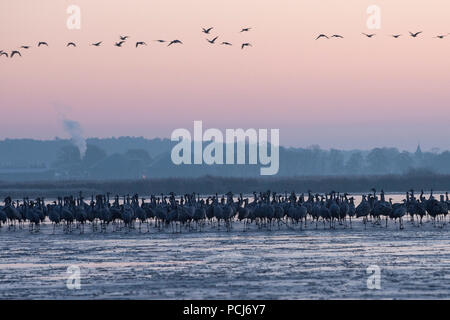 Kranichschlafplatz zugefrorener, voir dans der Morgendaemmerung Streng-See, NSG, bei Netzen, Brandebourg, Allemagne,(Grus grus) Banque D'Images