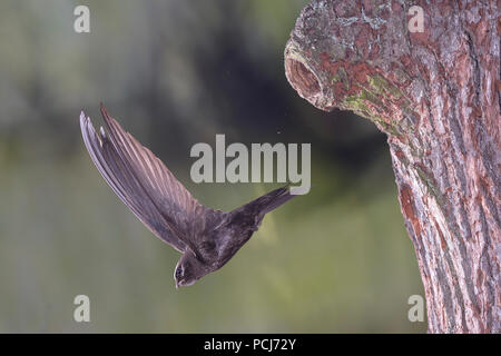 Mauersegler beim Abflug, von Spechthoehle, Selketal bei Harzgerode, Harz, Deutschland, (Apus apus) Banque D'Images