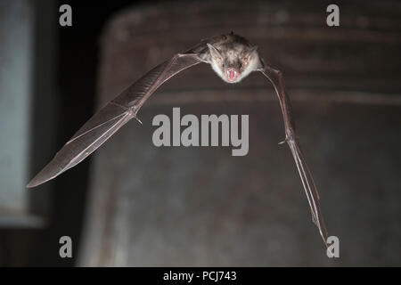 Grosses Mausohr, vor Glocke im Kirchturm, Thuringe, Allemagne, (Myotis myotis) Banque D'Images