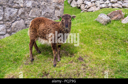 Un mouton de Soay, sur l'île de Saint Kilda Banque D'Images