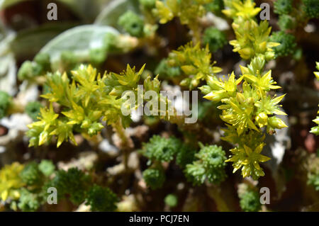 Close-up de Sedum jaune Fleurs, Nature, Macro Banque D'Images