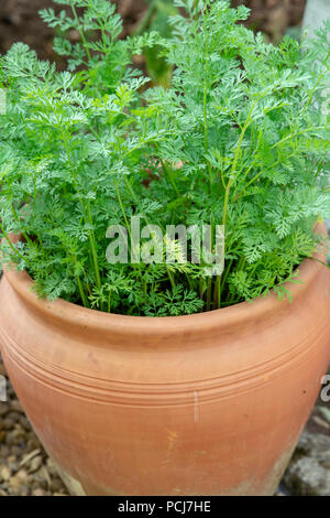 Daucus carota subsp. sativus. De plus en plus les carottes dans un pot en terre cuite dans un jardin anglais en juillet. UK Banque D'Images