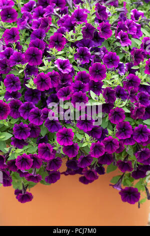 Petunia 'Littletunia purple blue' fleurs dans un pot de fleurs. UK Banque D'Images