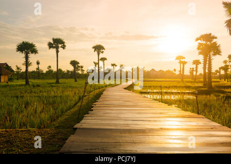 Pont-jetée en bois du pont qui traverse le champ d'herbe et de plantation de palmiers à huile dans la région de Siem Reap (Angkor), au Cambodge. Banque D'Images