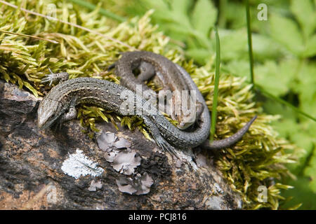 Lézard des murailles (Podarcis muralis), près de Stechelberg dans la haute vallée de Lauterbrunnen Banque D'Images