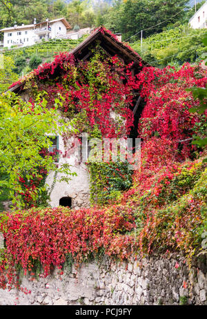 Vigne vierge en automne, Parthenocissus quinquefolia, couvrant maison ancienne dans le Tyrol du Sud, Italie Banque D'Images