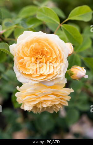 Gros plan sur Rosa Teasing Georgia - A David Austin Yellow English Climbing Rose, Royaume-Uni Banque D'Images