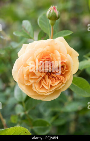 Gros plan sur Rosa Teasing Georgia - A David Austin Yellow English Climbing Rose, Royaume-Uni Banque D'Images