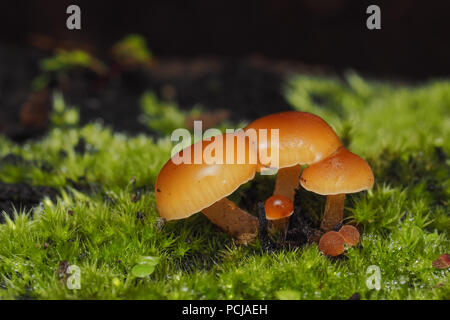 Champignons poussant dans les bois marbre avec Moss. Tipperary, Irlande Banque D'Images