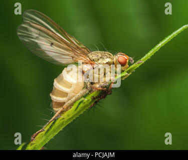 La Bouse jaune fly tués par champignon Entomophthora sp.. Le champignon rend son hôte monter à la végétation plus élevée pour une meilleure dispersion des spores. Tipperary, Irlande Banque D'Images