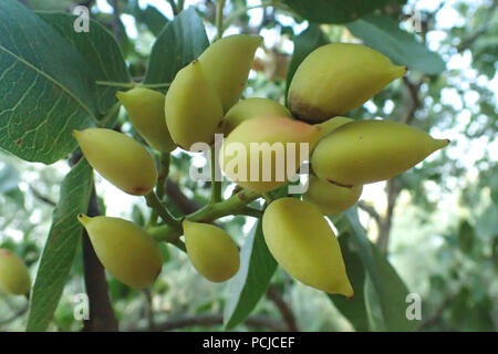 Pistacia vera tas sur un arbre Direction générale de la pistache Banque D'Images