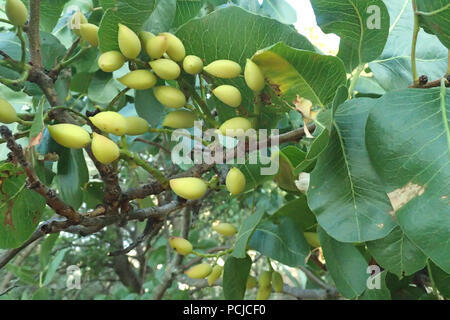 Pistacia vera tas sur un arbre Direction générale de la pistache Banque D'Images