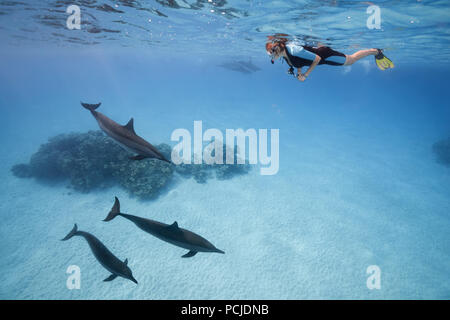 Une femme dans un masque et palmes nager et regarder les dauphins (Stenella longirostris) Banque D'Images