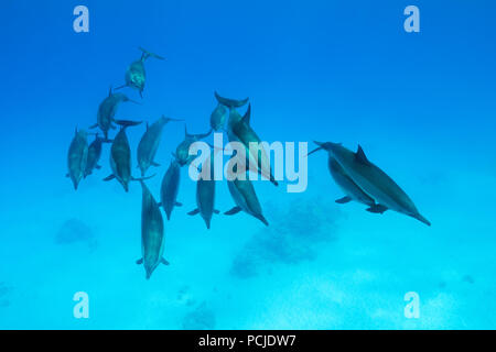 Un groupe de dauphins nageant sur fond de sable. Dauphins (Stenella longirostris) Banque D'Images