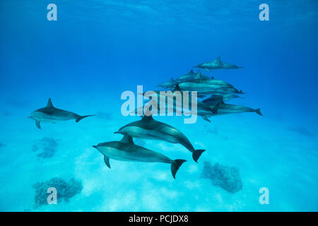 Un groupe de dauphins nageant sur fond de sable. Dauphins (Stenella longirostris) Banque D'Images