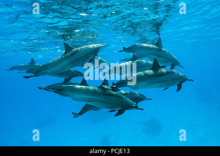 Un groupe de femmes enceintes dauphins nagent sous la surface de l'eau bleue. Dauphins (Stenella longirostris) Banque D'Images