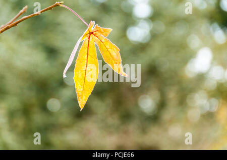 Close up of a single résilients en feuilles de couleur or s'accrochant sur la vie sur un arbre au cours de l'automne sur un fond flou Banque D'Images