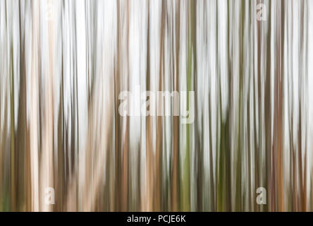 Mouvement de caméra intentionnelle (ICM) d'une rangée d'arbres créant un effet flou vertical similaire à un code barre Banque D'Images