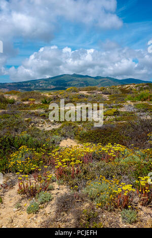 Duna Da Cresmina, dunes de sable, Cascais, Lisbonne, Portugal, une partie de l'Guincho-Cresmina système dunaire.