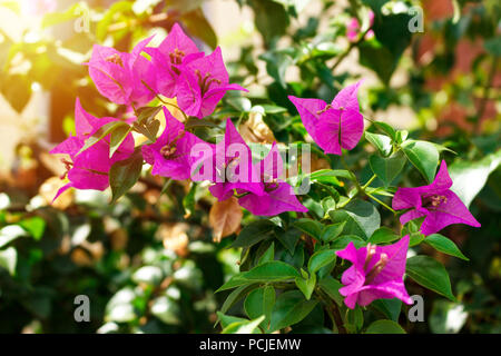 Fleurs de bougainvillées rose avec feuille verte sous le soleil de la lumière. Banque D'Images