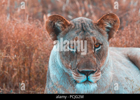 Portrait d'une lionne dans la brousse, Madikwe Game Reserve, Afrique du Sud Banque D'Images