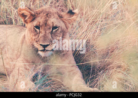 Portrait d'une lionne dans la brousse, Madikwe Game Reserve, Afrique du Sud Banque D'Images