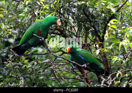 Deux perroquets dans un arbre, l'Indonésie Banque D'Images