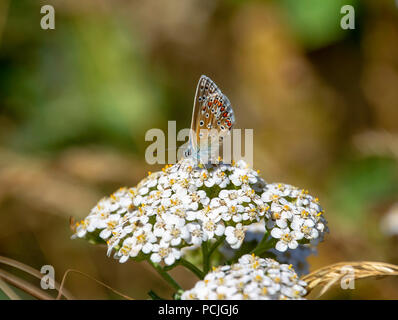 Papillon bleu commun sur une fleur blanche Banque D'Images