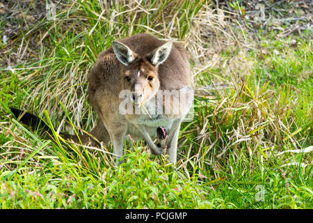 Kangourou gris de l'Ouest (Macropus fuliginosus melanops), Western Australia, Australia Banque D'Images