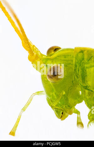 L'accent stacked close up of a Green Grass Hopper's head, vue latérale, sur un fond blanc Banque D'Images