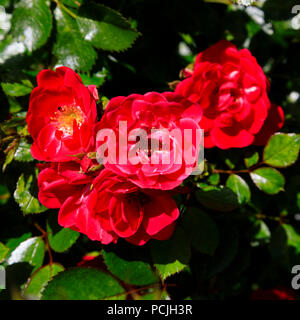 Fleurs rose patio rouge nain Banque D'Images