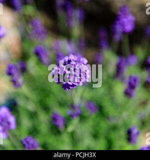 Bleu lavande Lavandula angustifolia Aromatico. soft focus. Banque D'Images