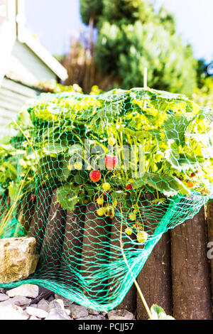 Fraises, fraisiers, fraisier, fraise, fraise net jardin des plantes, fraise, fraise, fruits, portés en net, plante, plantes, Banque D'Images