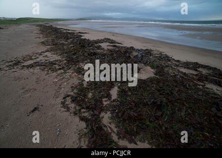 Les algues échouées sur une plage de sable en Ecosse, gros tas d'algues échoués sur une plage de sable. Banque D'Images