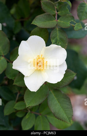 Gros plan sur Rosa Kew Gardens A David Austin French SHRUB White Rose, Royaume-Uni Banque D'Images